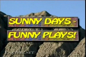 Sunny Days-Funny Plays